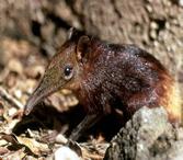Golden-rumped elephant shrew 