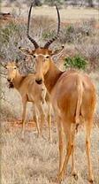 Hirola
