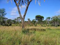 Boni Forest