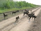 Wild dog pack near Ijara
