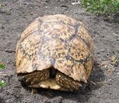 Leopard tortoise