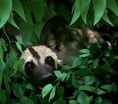 Wild dog moving through mopane forest