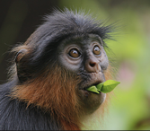 Tana River colobus