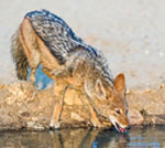 Black-backed jackal