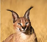 Caracal