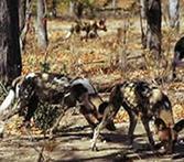 Wild dog pack hunting