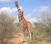 Reticulated giraffe