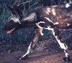 African wild dog