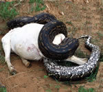 Rock python