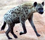 Spotted hyena