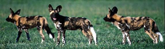 African Wild Dogs – Center for Ecosystem Sentinels