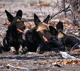 Wild dogs resting together
